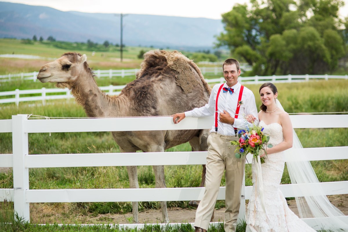 Bride and Groom with camels at Crooked Willow
