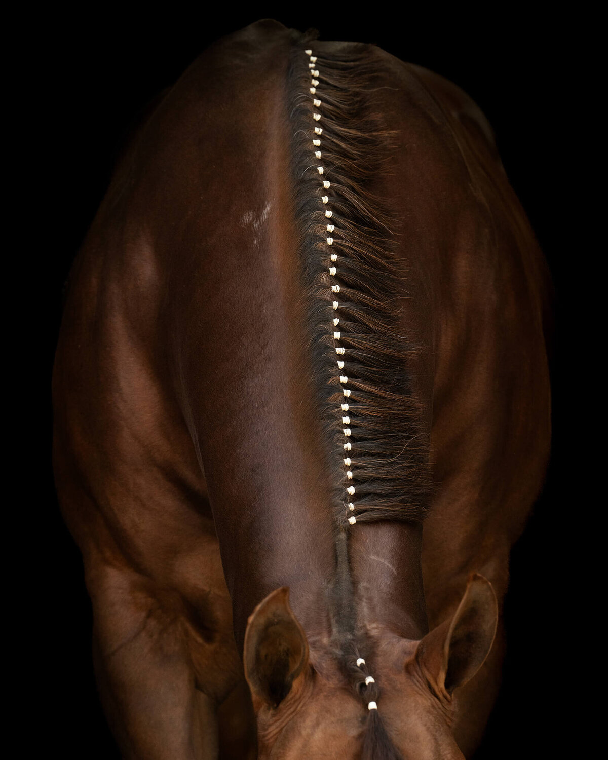 Chestnut Quarter Horse Mare with neck down showing details of banded mane photographed against a black background.