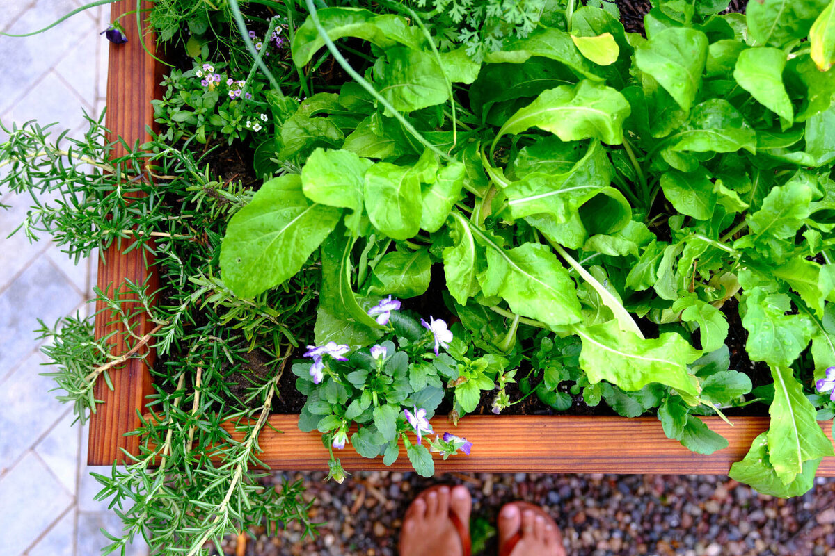 Willows-Garden-Le-Potager24