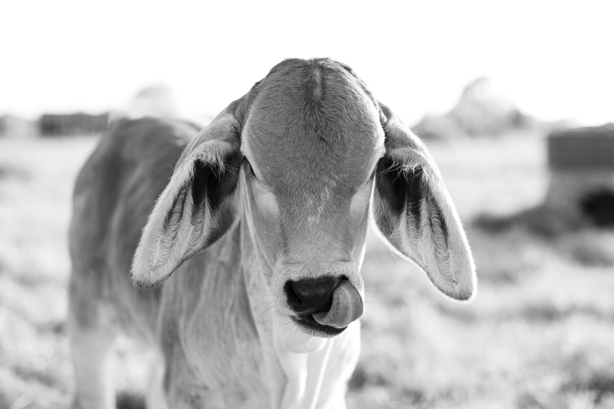 ally brahman cattle-30