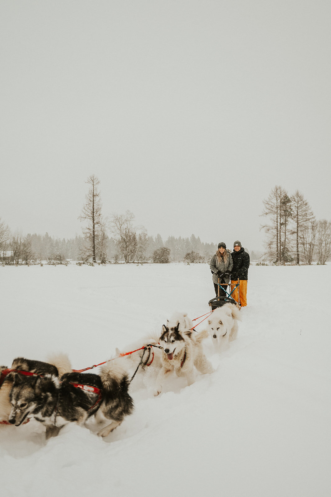 winter-montana-dog-sledding-proposal-presley-gray-photo-7368