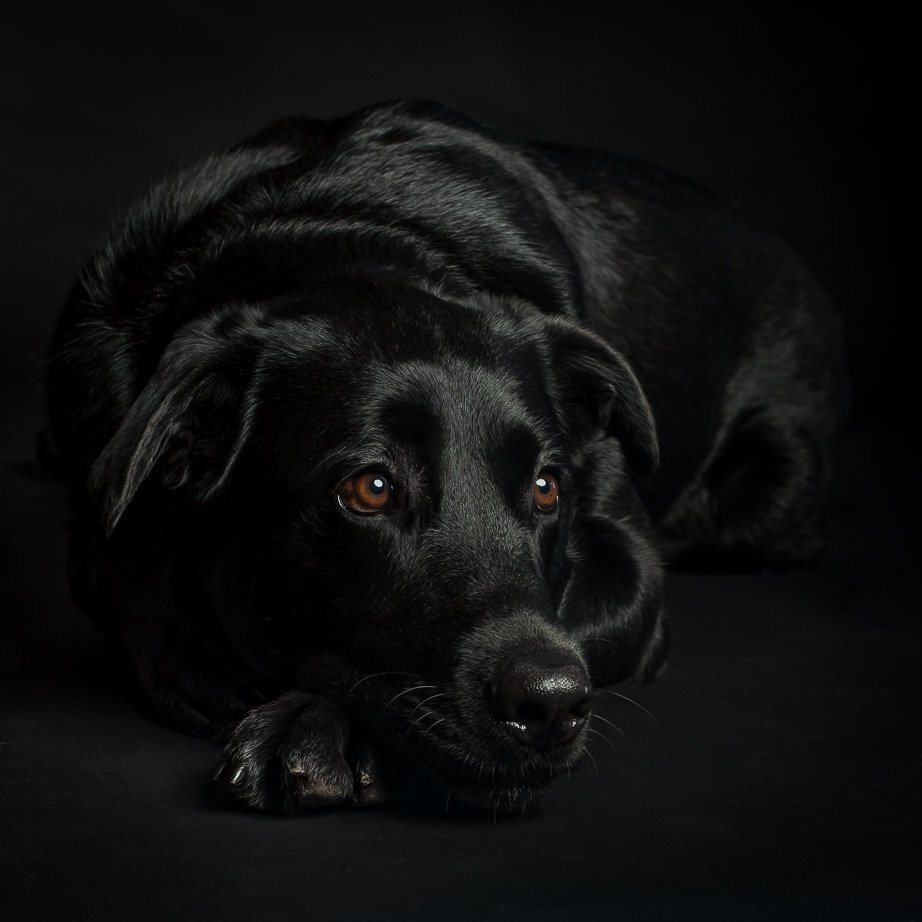 Black Labrador retriever resting head on paw with black background