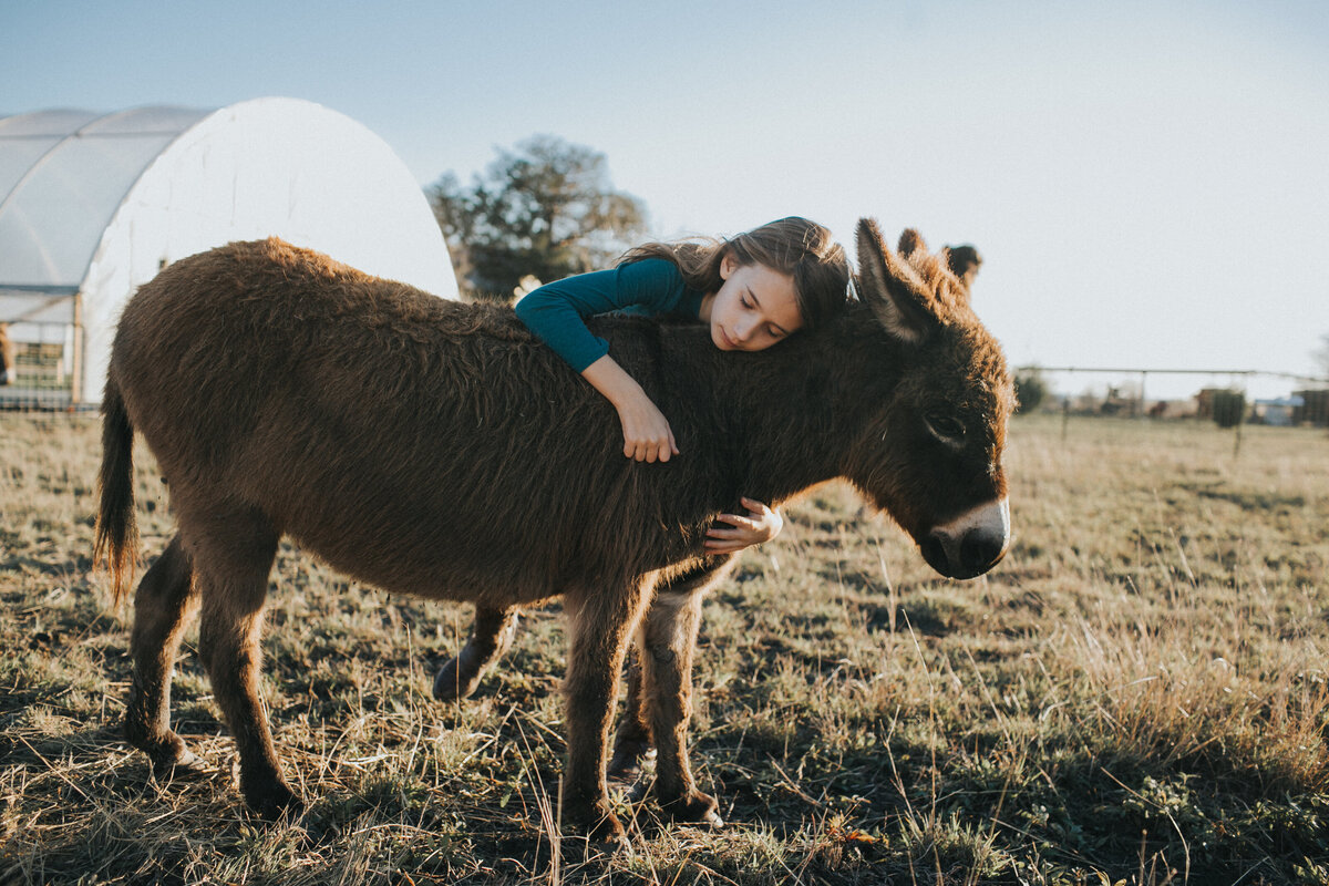 Child lying on donkey in Austin Texas