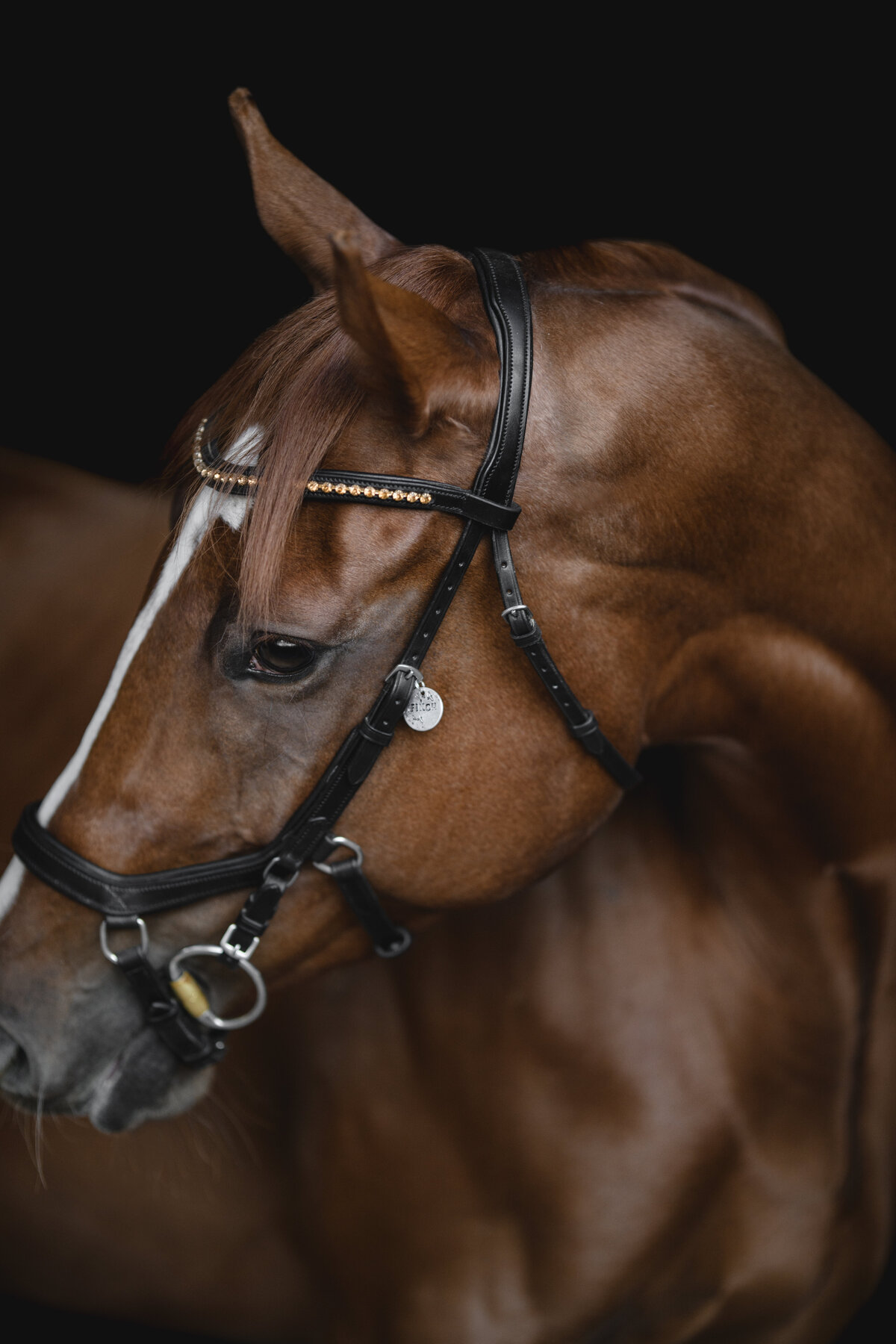 chestnut mare black. background equine photography in charlotte, nc