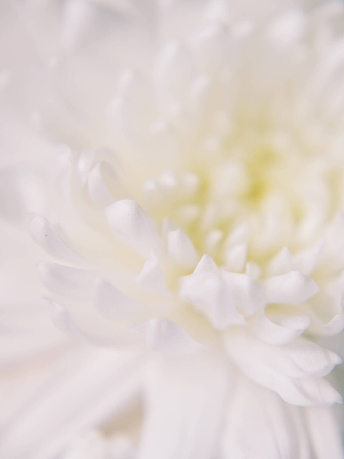 Elegant white flower petals at Central Texas wedding