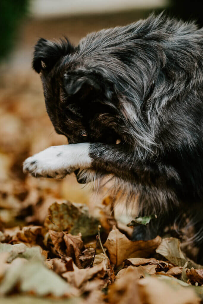 Hundefotos-Moe-Hundeportraets-Tierfotograf-Hundeschule-Hunde-Geschenkidee-Weihnachten-2023-Hundefreunde-Haustiere-Tierarzt-Aachen-Baesweiler-Geilenkrichen-©-Sarah-Thelen-2-683x1024