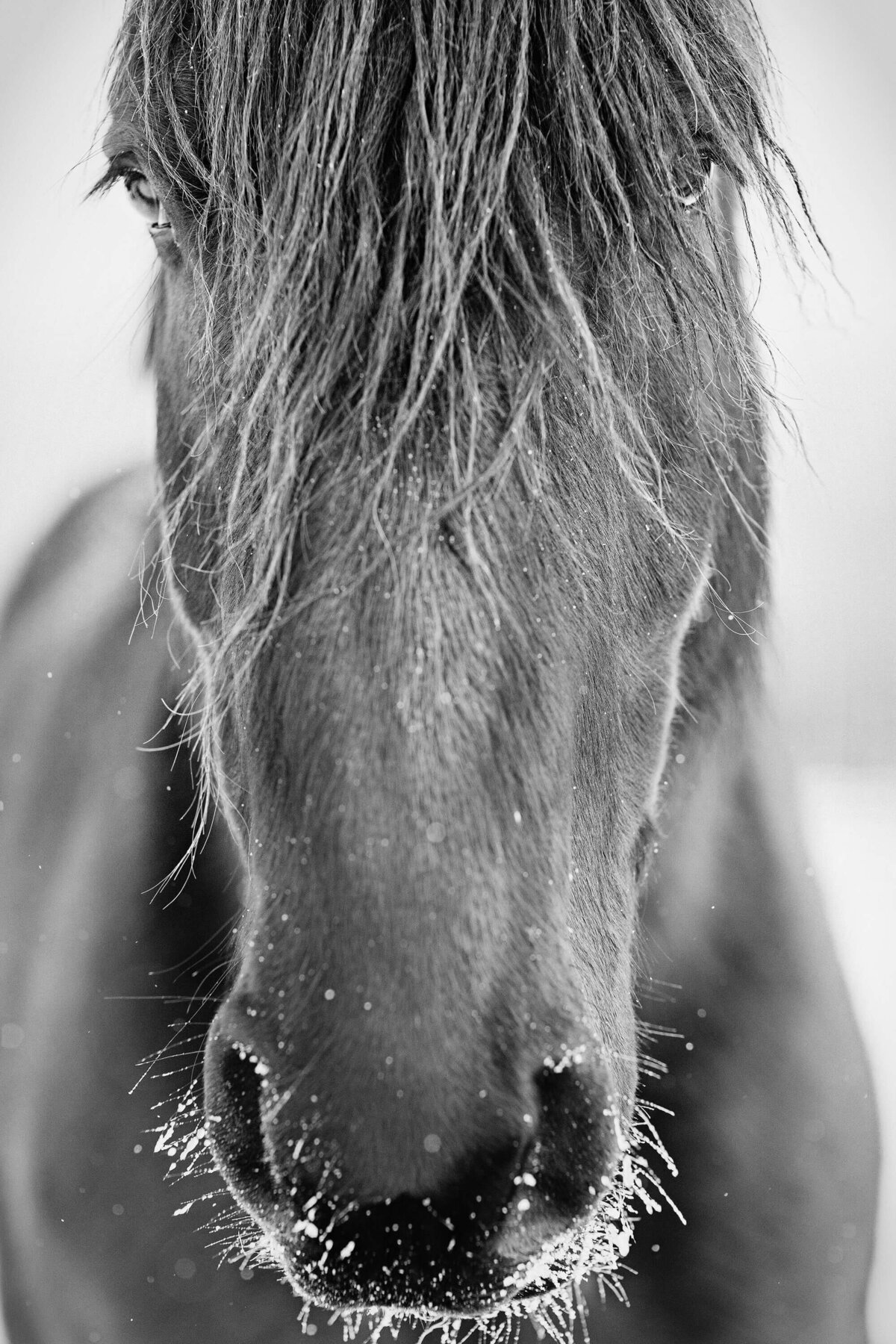 fine-art-horse-black-white-photography