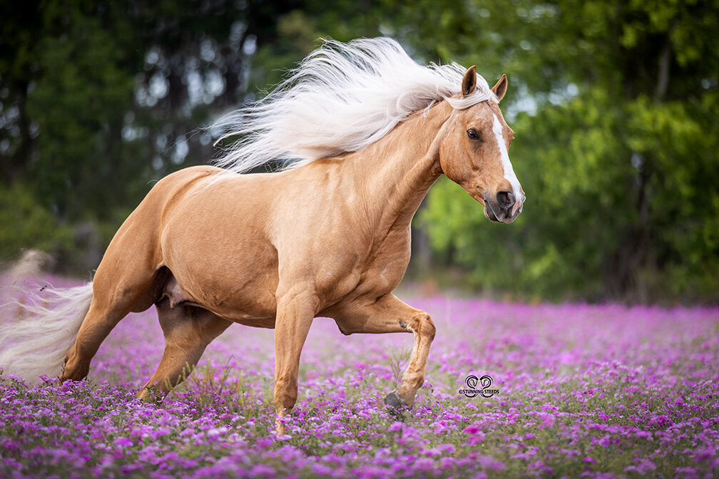 american quarter horse photo