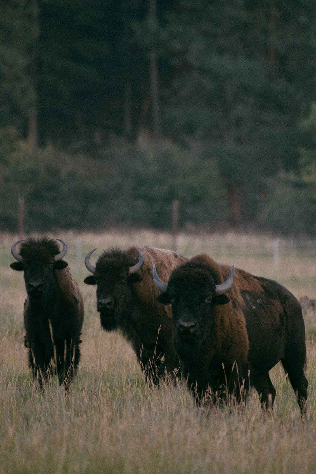 presley-gray-montana-bison-pasture-elopement-0946