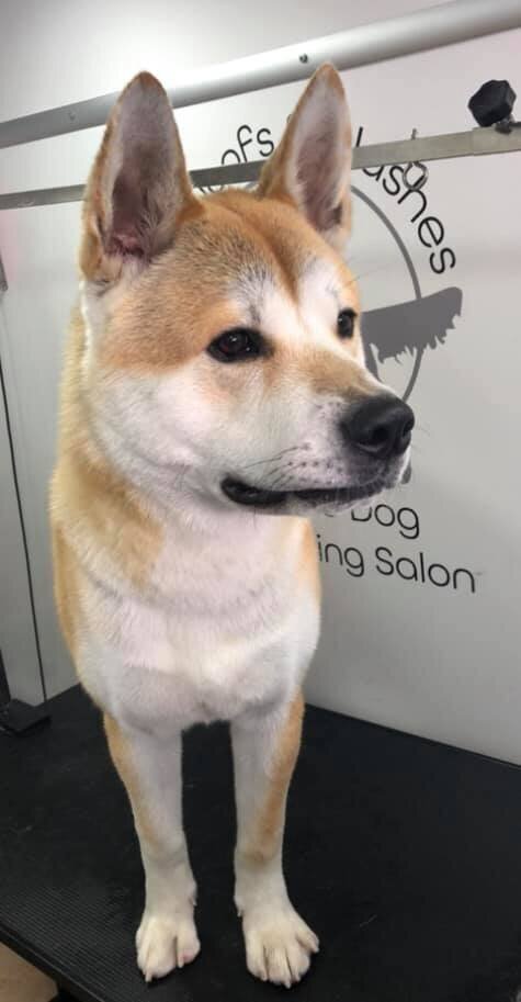 Selby, Pontefract and Goole Dog Grooming (10)