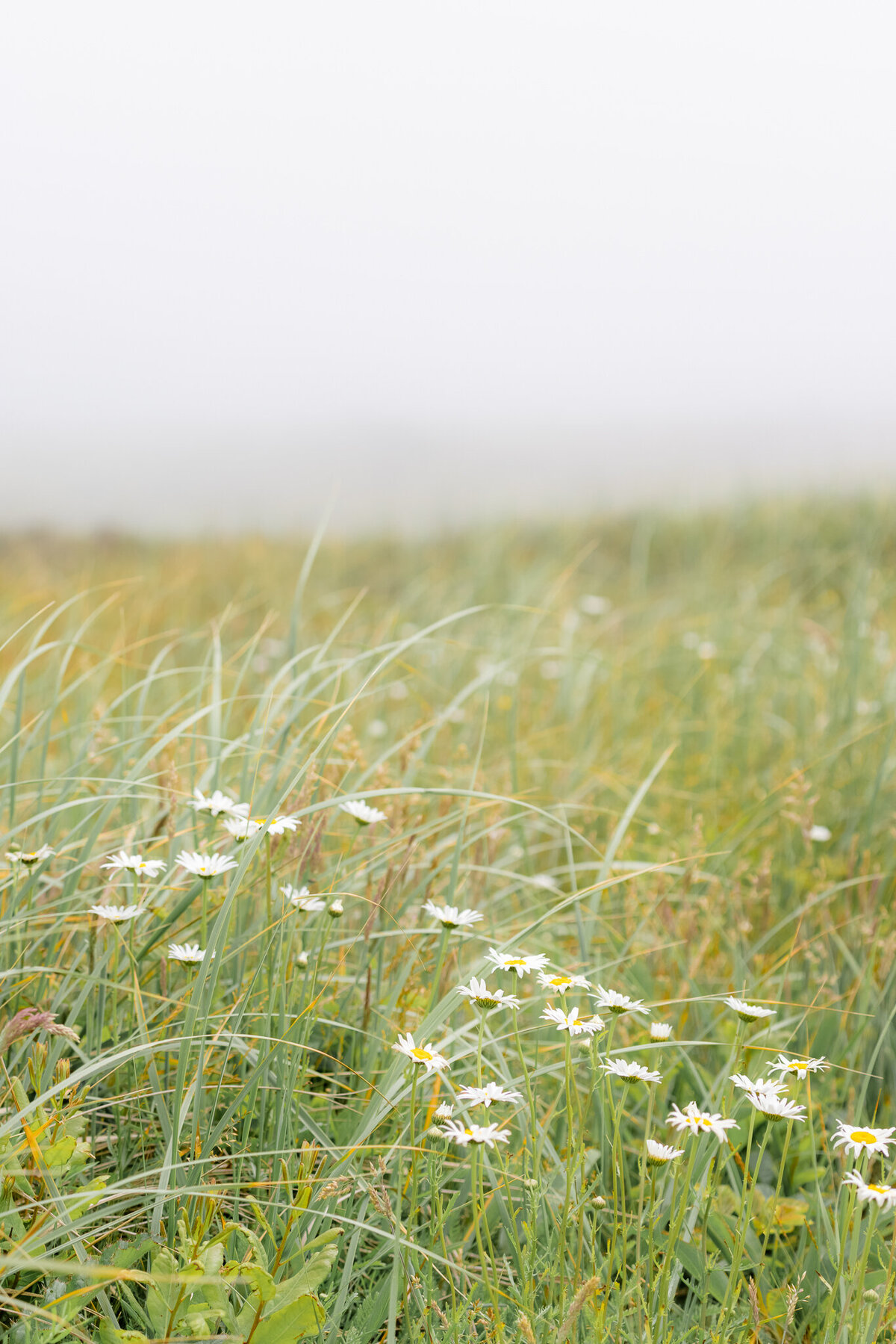 Foggy  Nantucket dunes with flowers