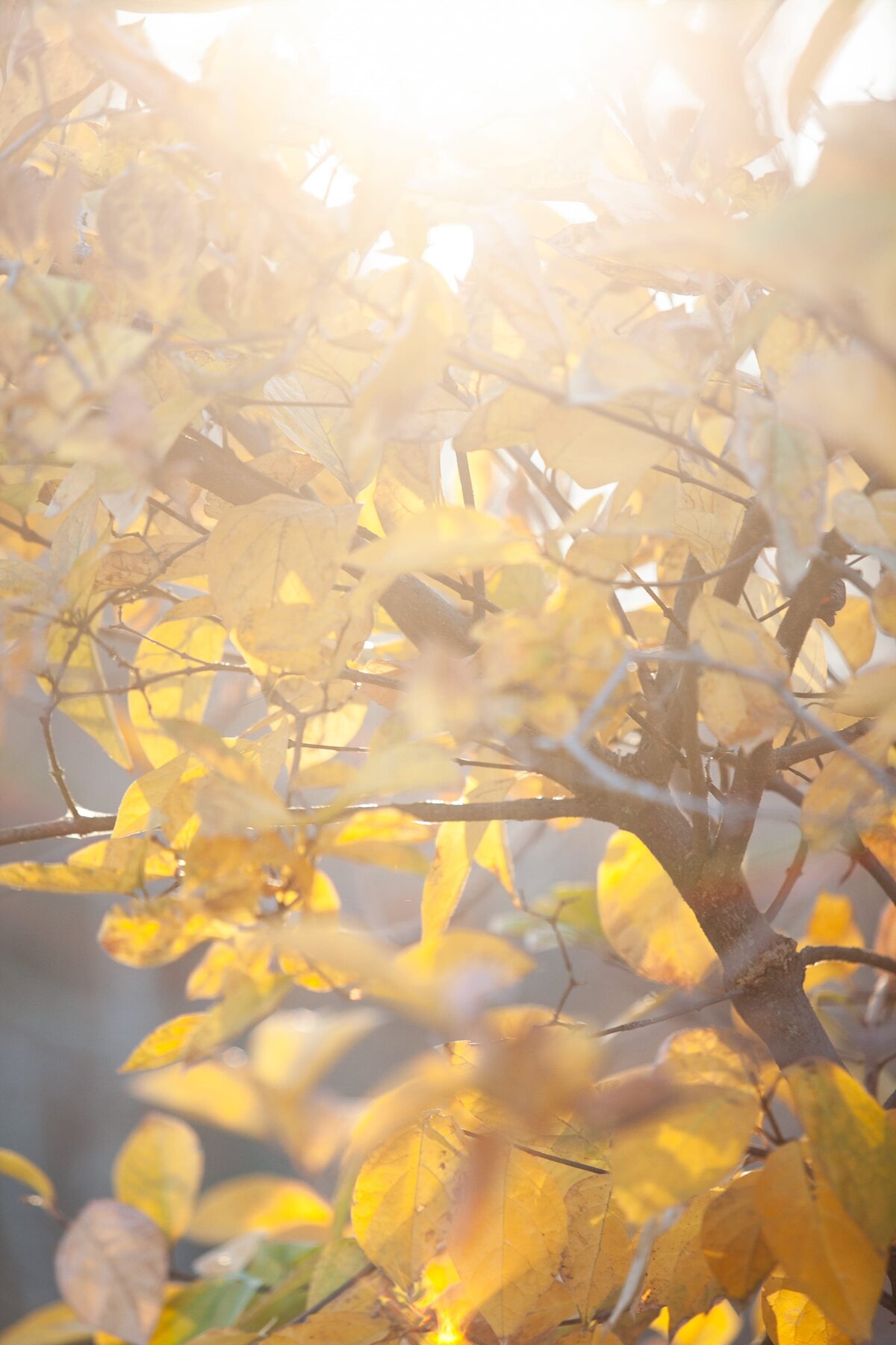 backlit-yellow-leaves
