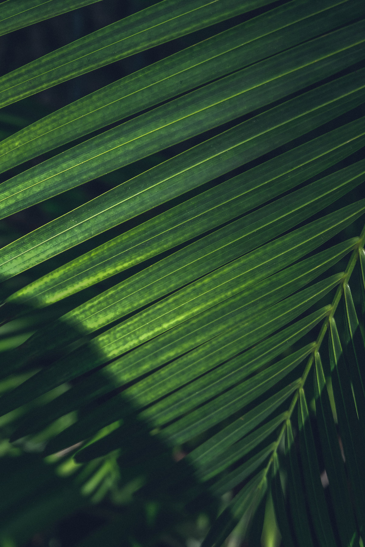 haute-stock-photography-tropical-vibes-final-17