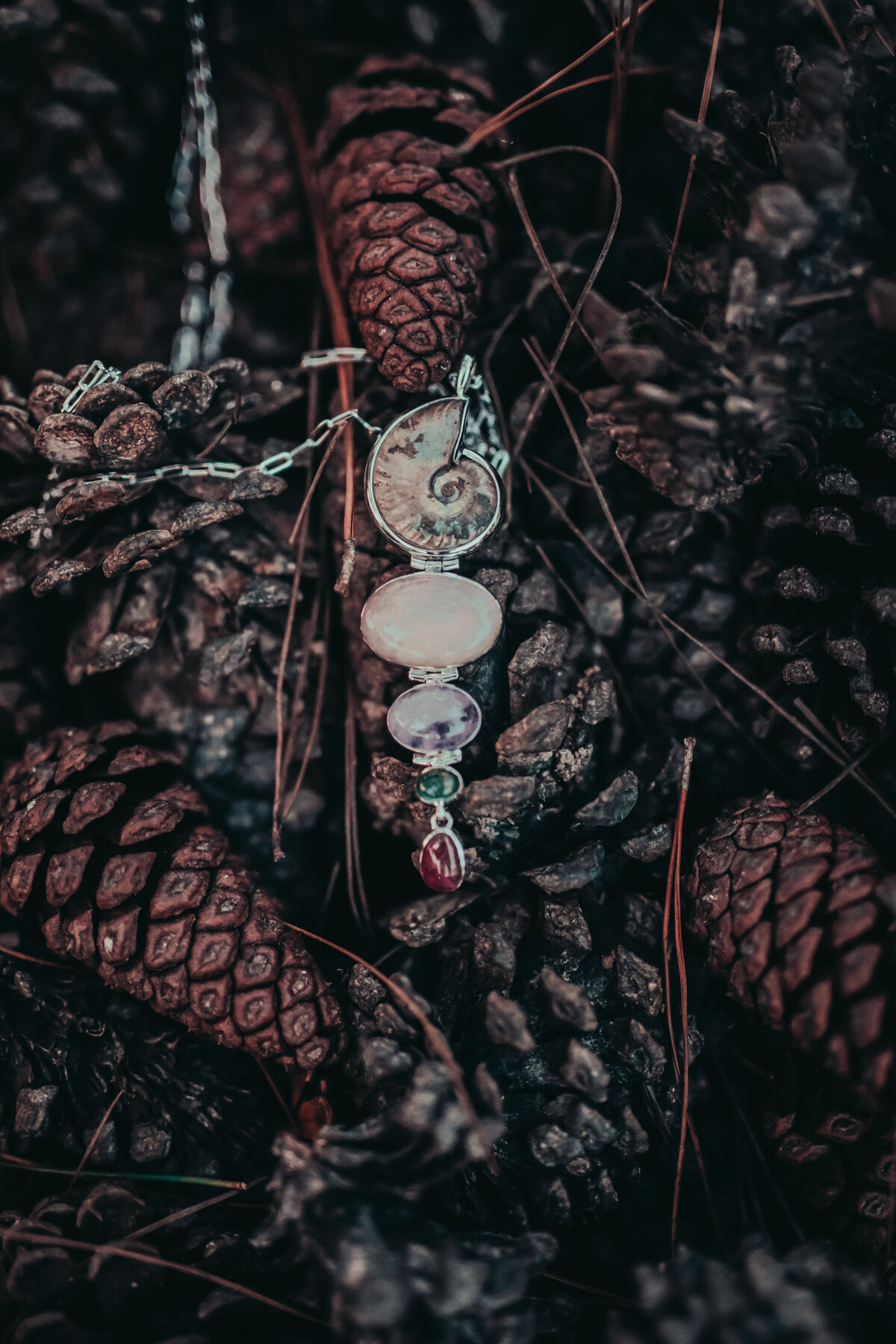 Elegant jewelry positioned on the pine tree  fruits