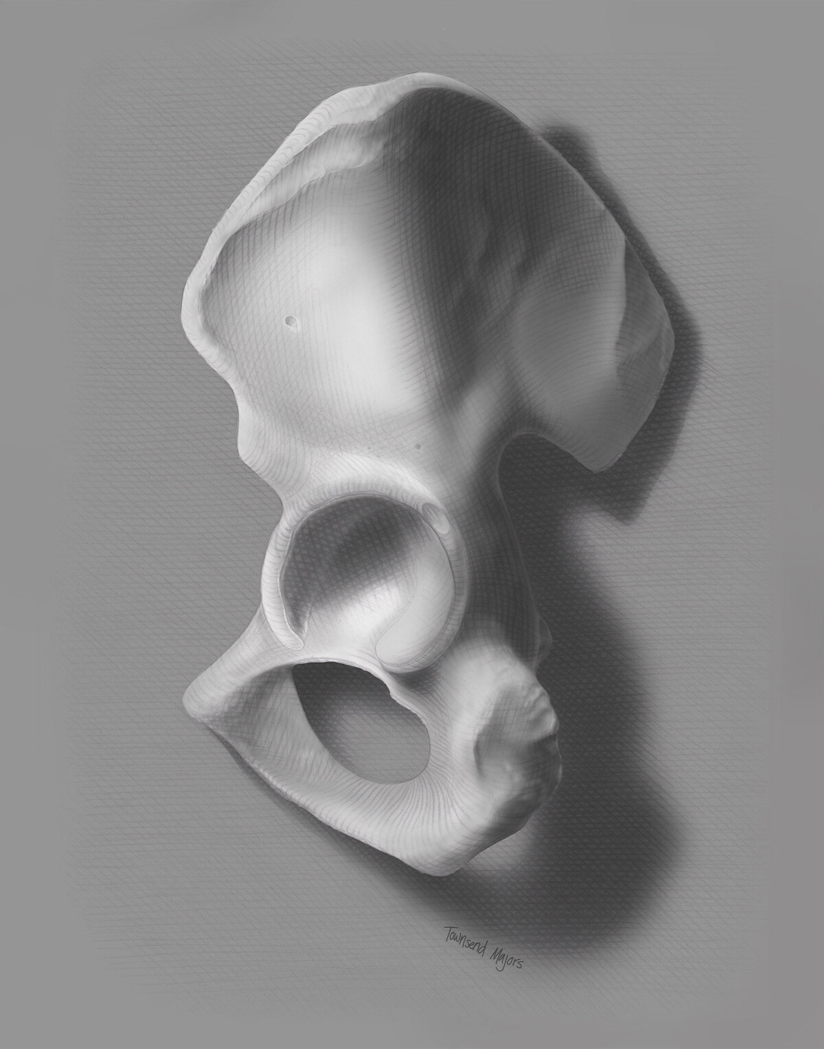 Townsend Majors' illustration of an os coxae hip bone