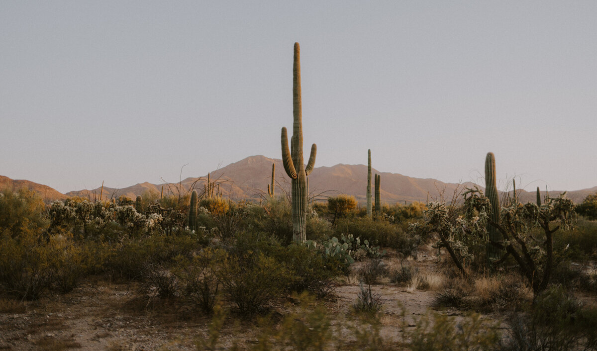 saguaros | arizona