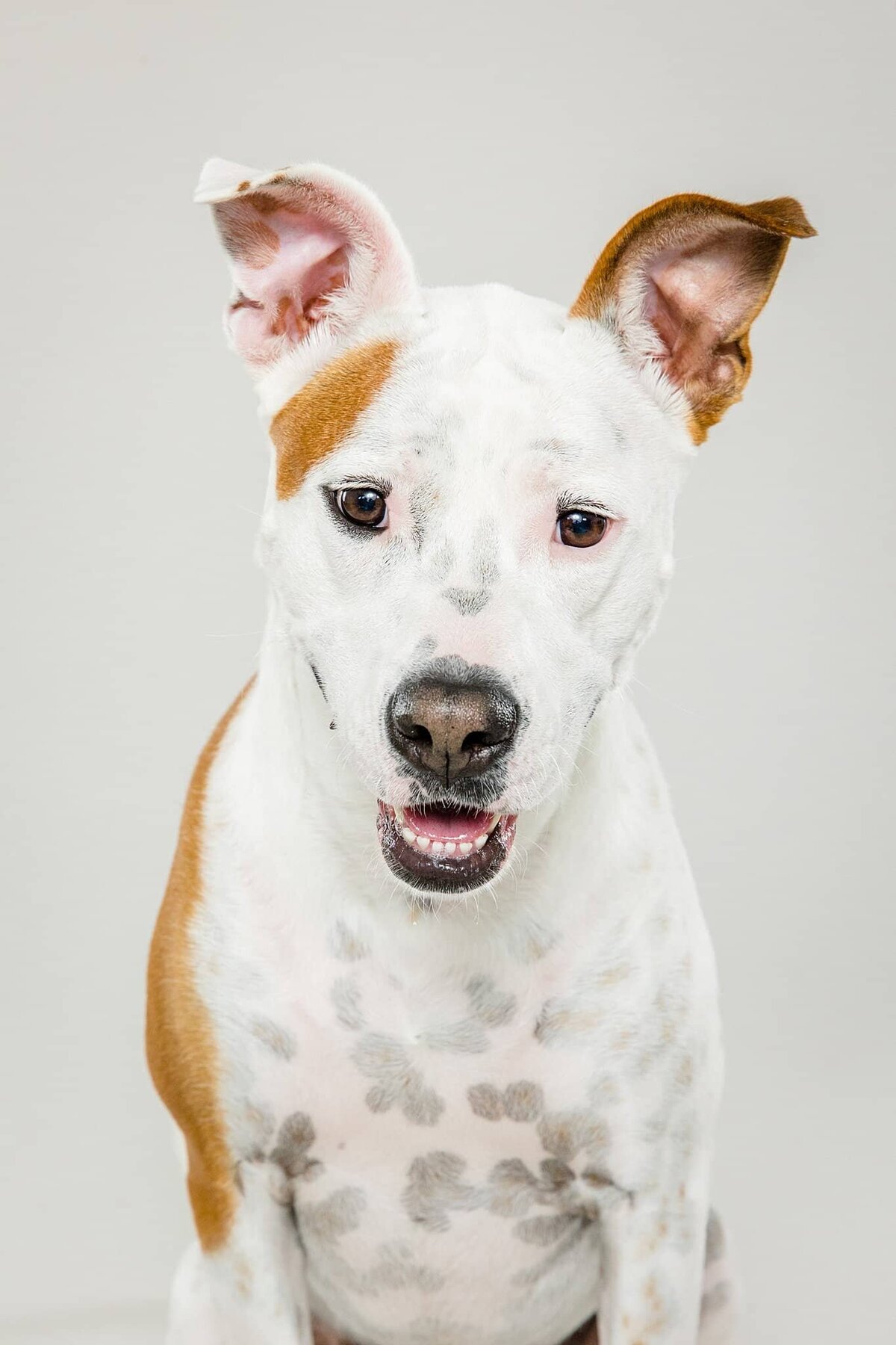 Birmingham, Alabama Dog Photographer - The Beloved Pup Photo Studio 1