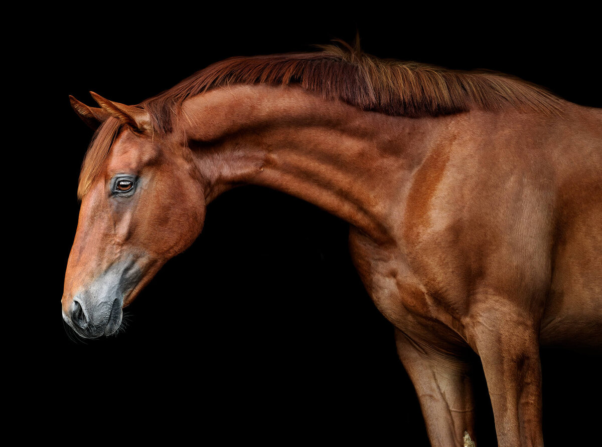 Chestnut warmblood stallion  arching his neck photographed against a black background.