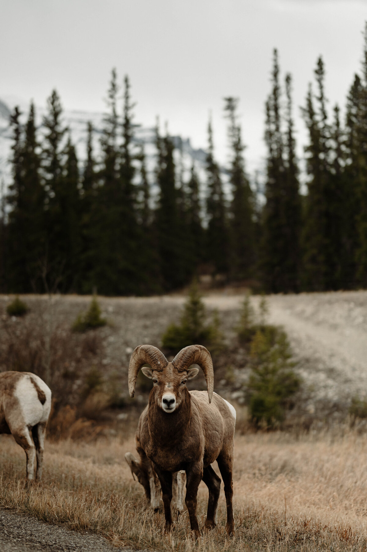 big horn sheep in Alberta Canada Nordegg in the mountains