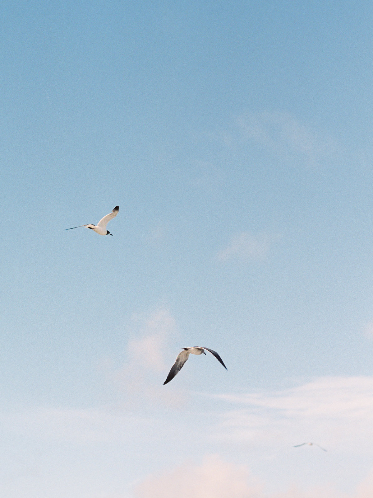 seagulls at North Carolina Beach
