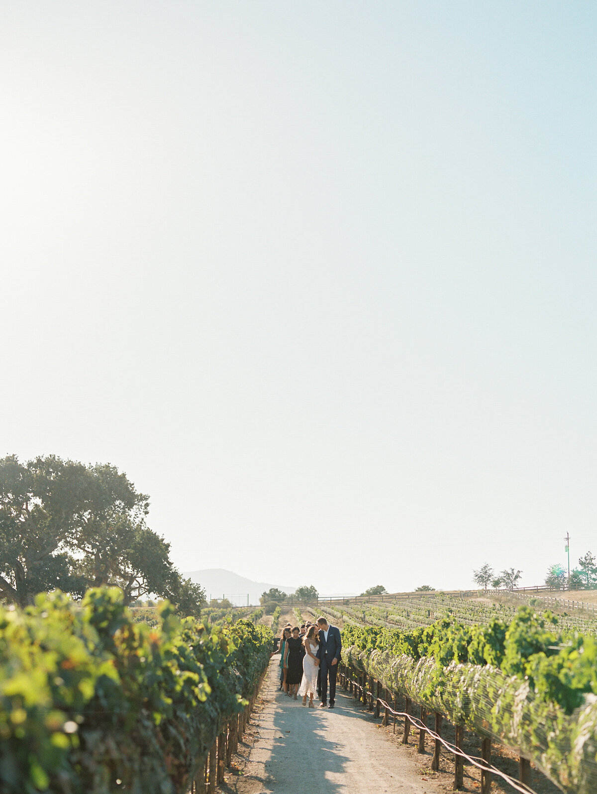 wide angle view of couple and wedding party walking through vineyard just after rehearsing for wedding ceremony