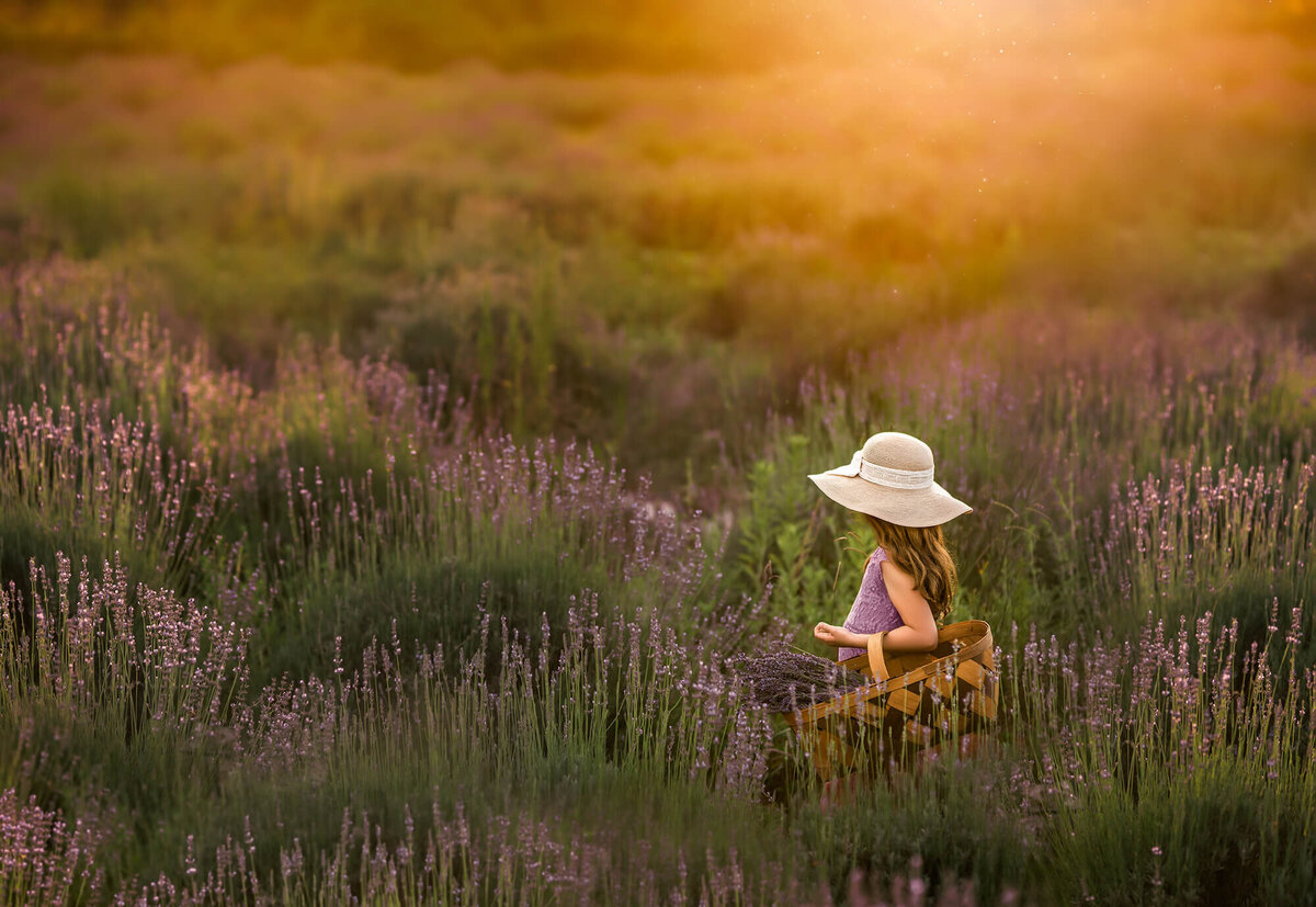 A little girl in a purple dress holding a basket of lavender and standing in a lavender field