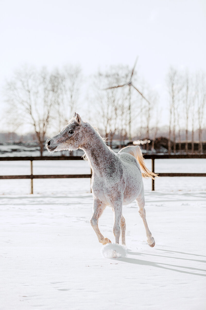 Paarden en honden fotografie Meppel-49