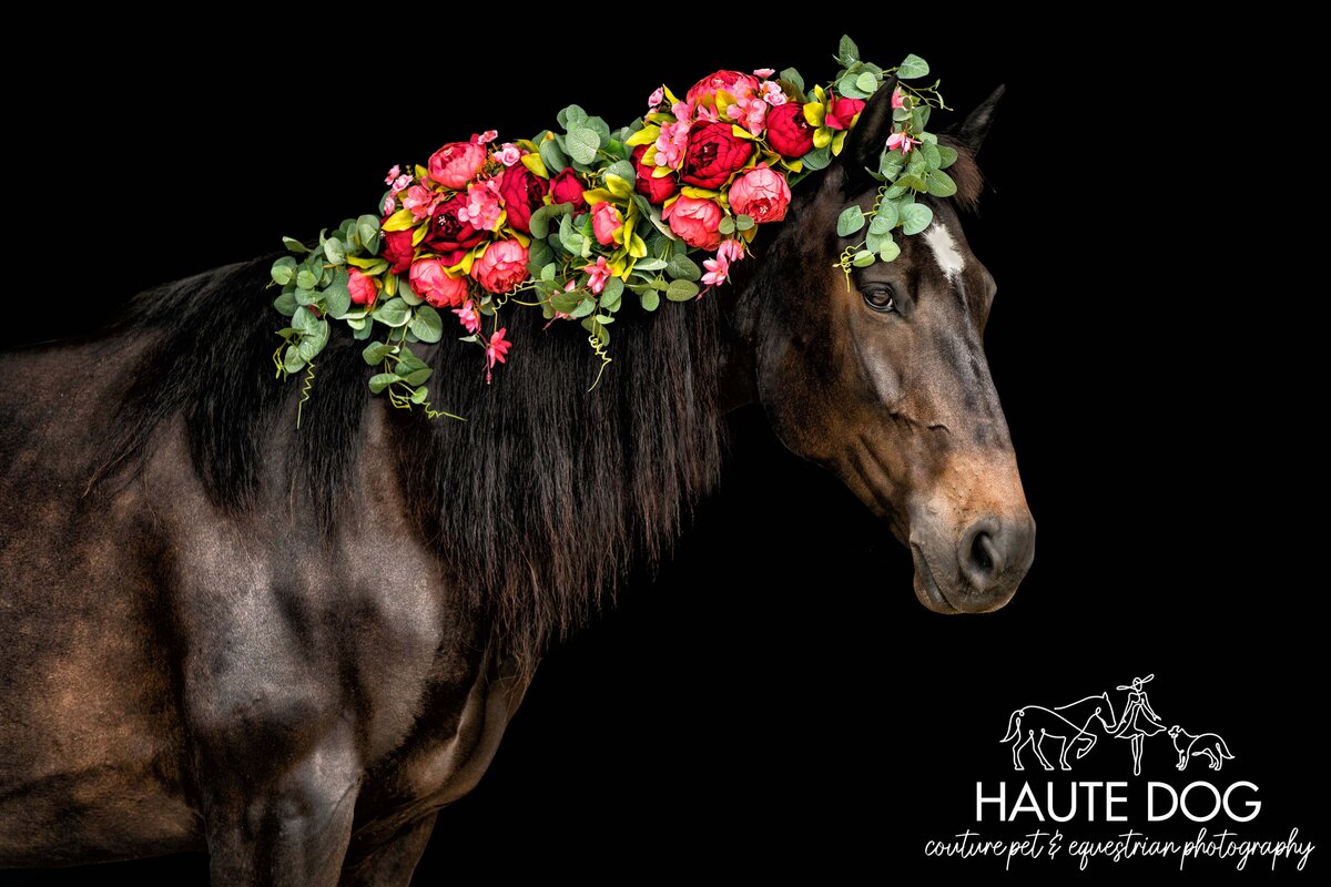 Dark bay Percheron horse with pink peony flowers woven in long mane on a black background.