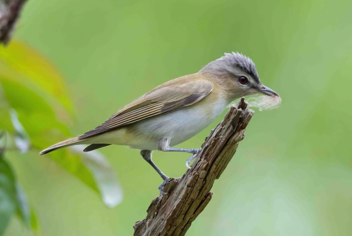 red eyed vireo 3.0-D copy