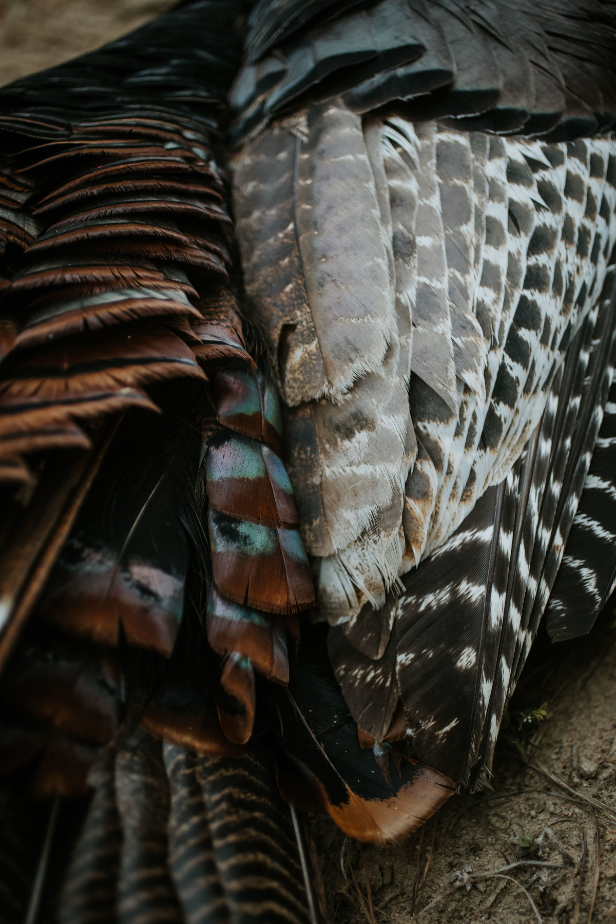 Charleston-sc-turkey-hunting-lifestyle-photography-66