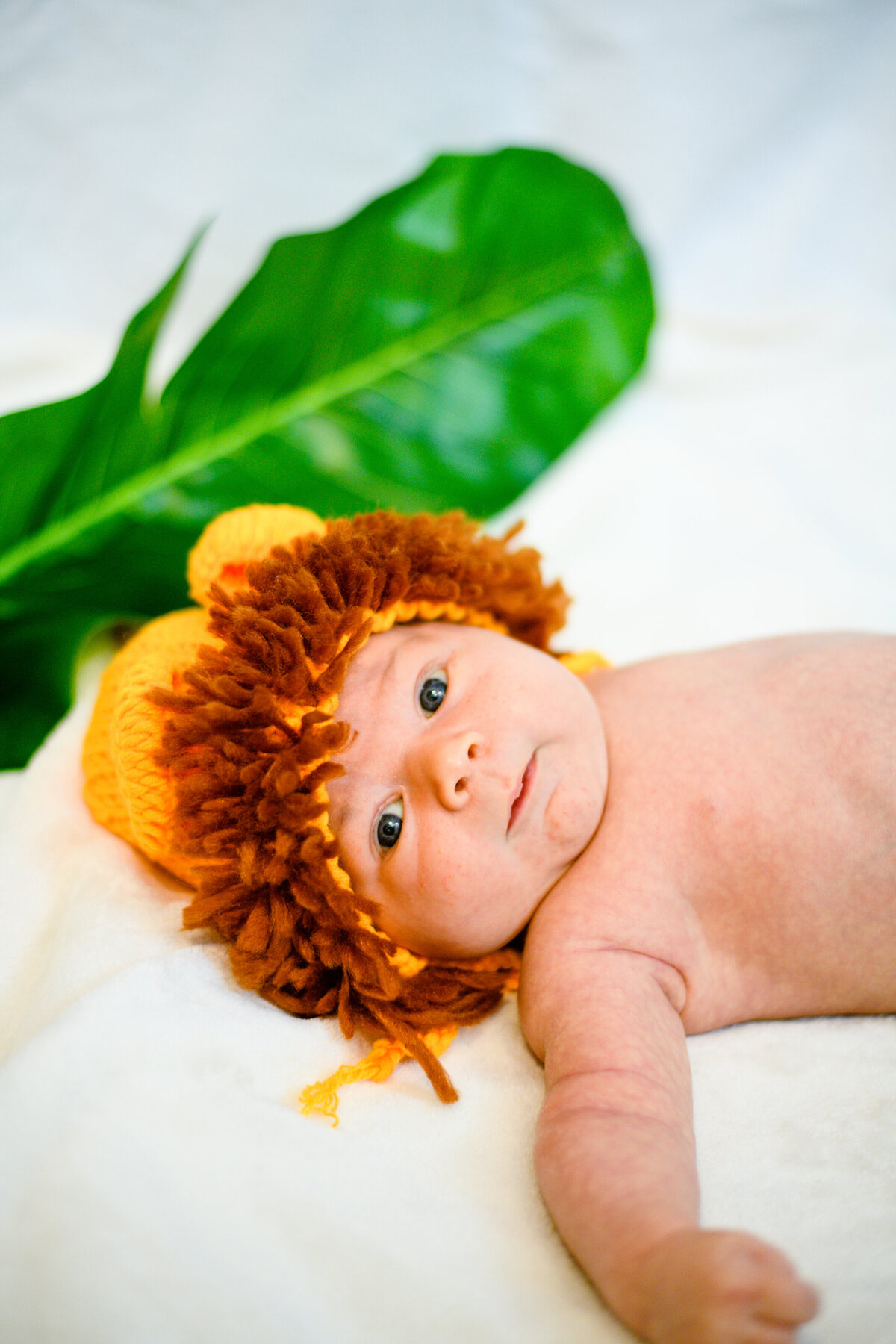 Baby dressed as lion for Massachusetts newborn photos
