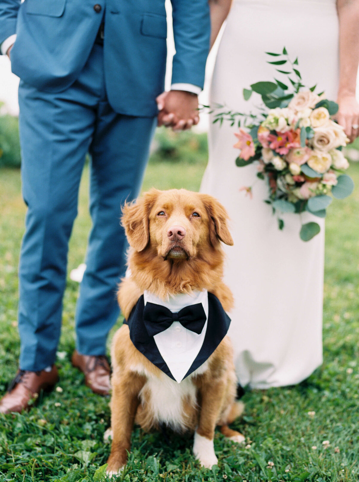 Dog wearing a tux at Oceanstone Resort Wedding in Nova Scotia