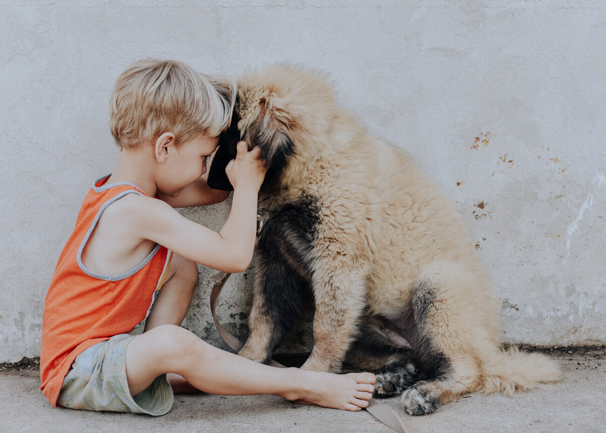 Estrela Mountain Dog puppy with child