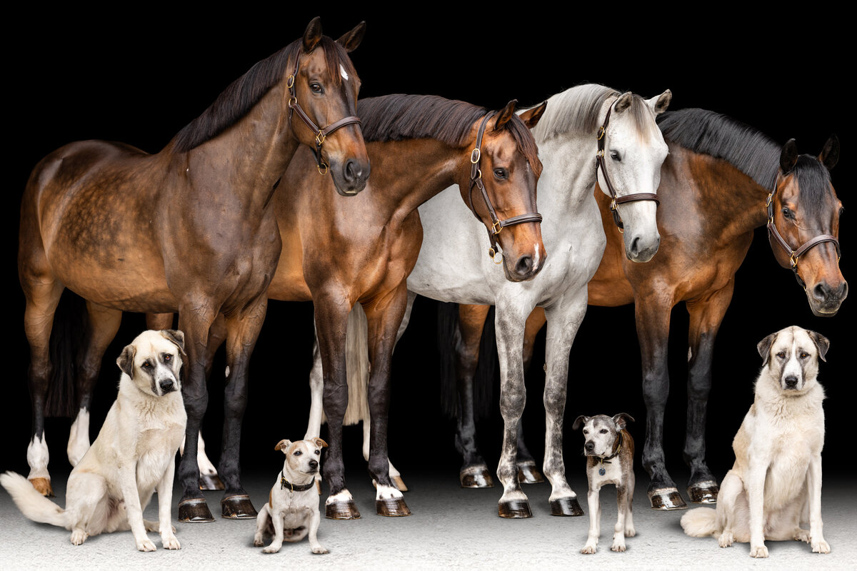 Professional fine art composite image featuring horses and dogs together, blended seamlessly on a black background by a skilled equine and pet photographer specializing in custom artwork for animal lovers