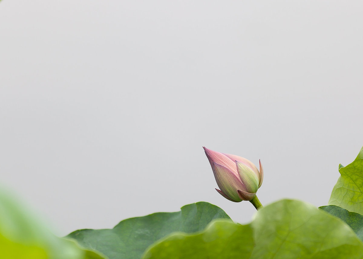 lotus-blooming