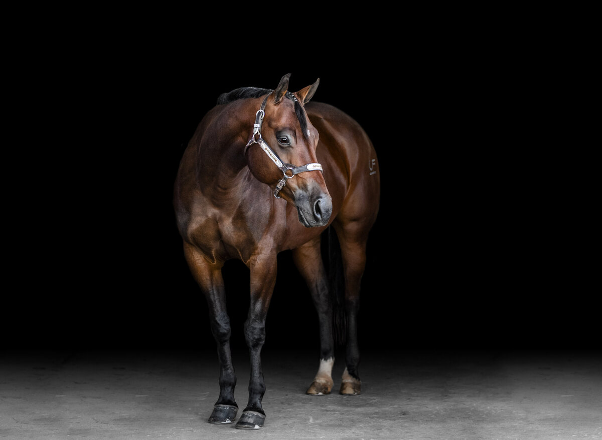 Beautiful fine art black background photo of bay western pleasure mare.