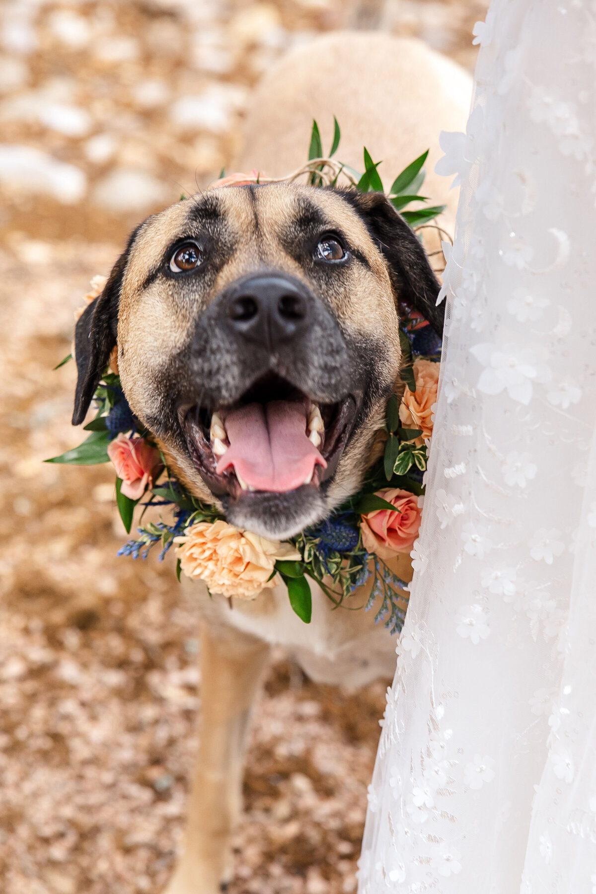 dog looks up and smiles  with flower collar at Hayes Hollow Hidden Falls wedding in Spring Branch Texas