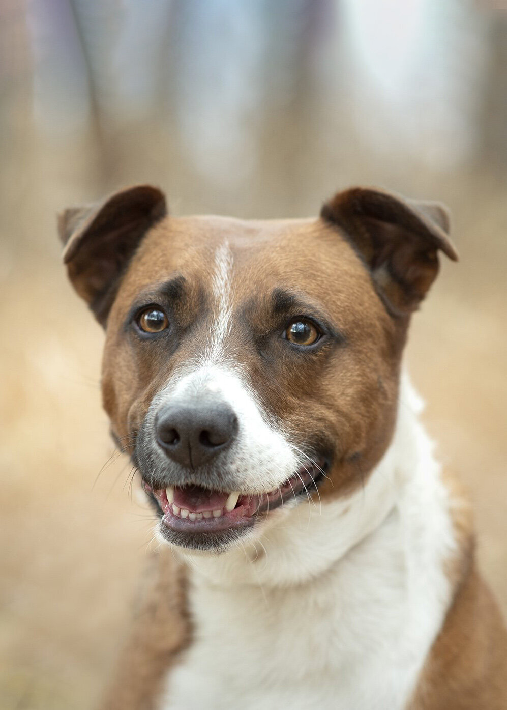Denver-Dog-Photographer-Centennial-Rescue-Dog-Photo-Session