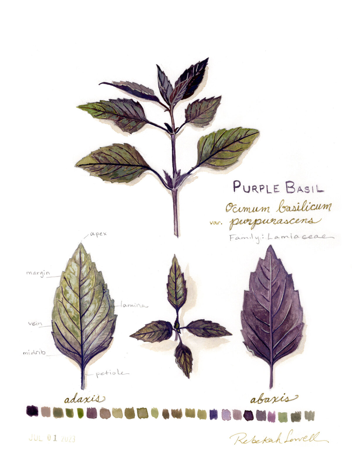 Rebekah-Lowell_Purple-Basil-painting