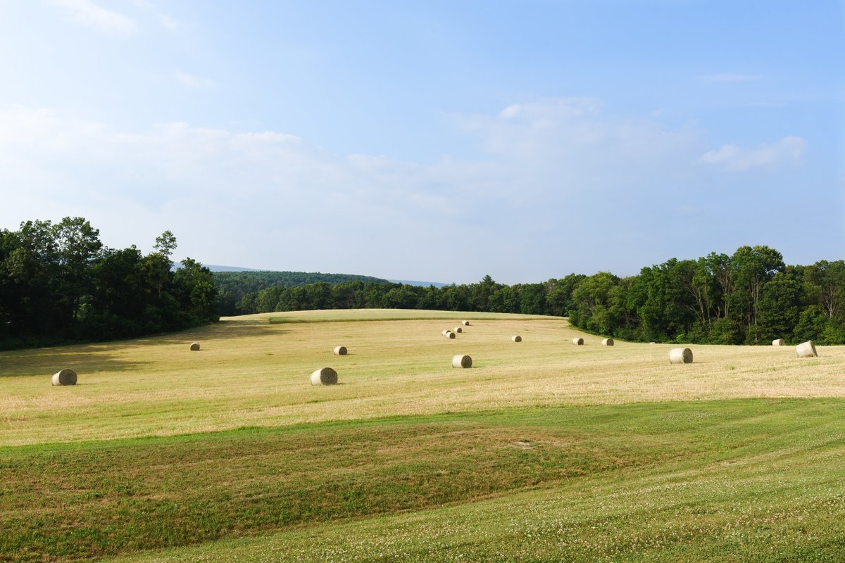 Field Hay Rolls