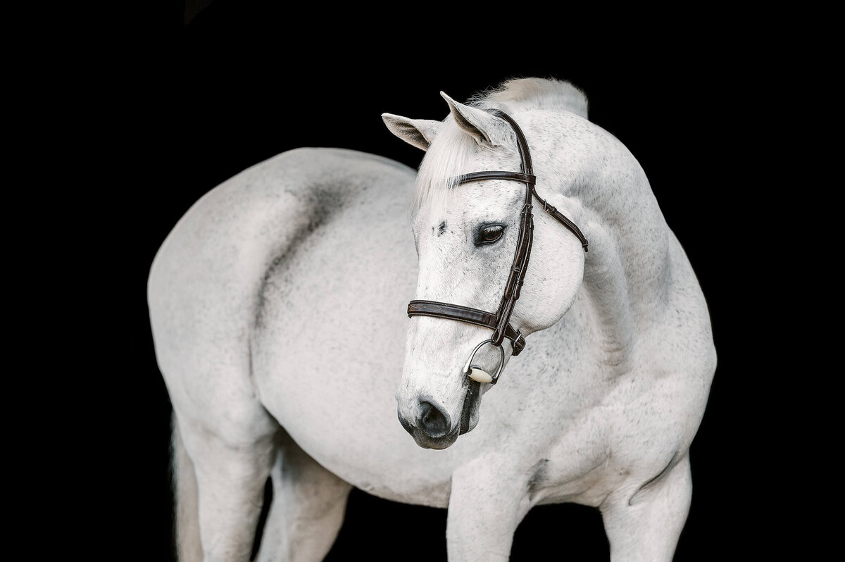 luxury-horse-portraits