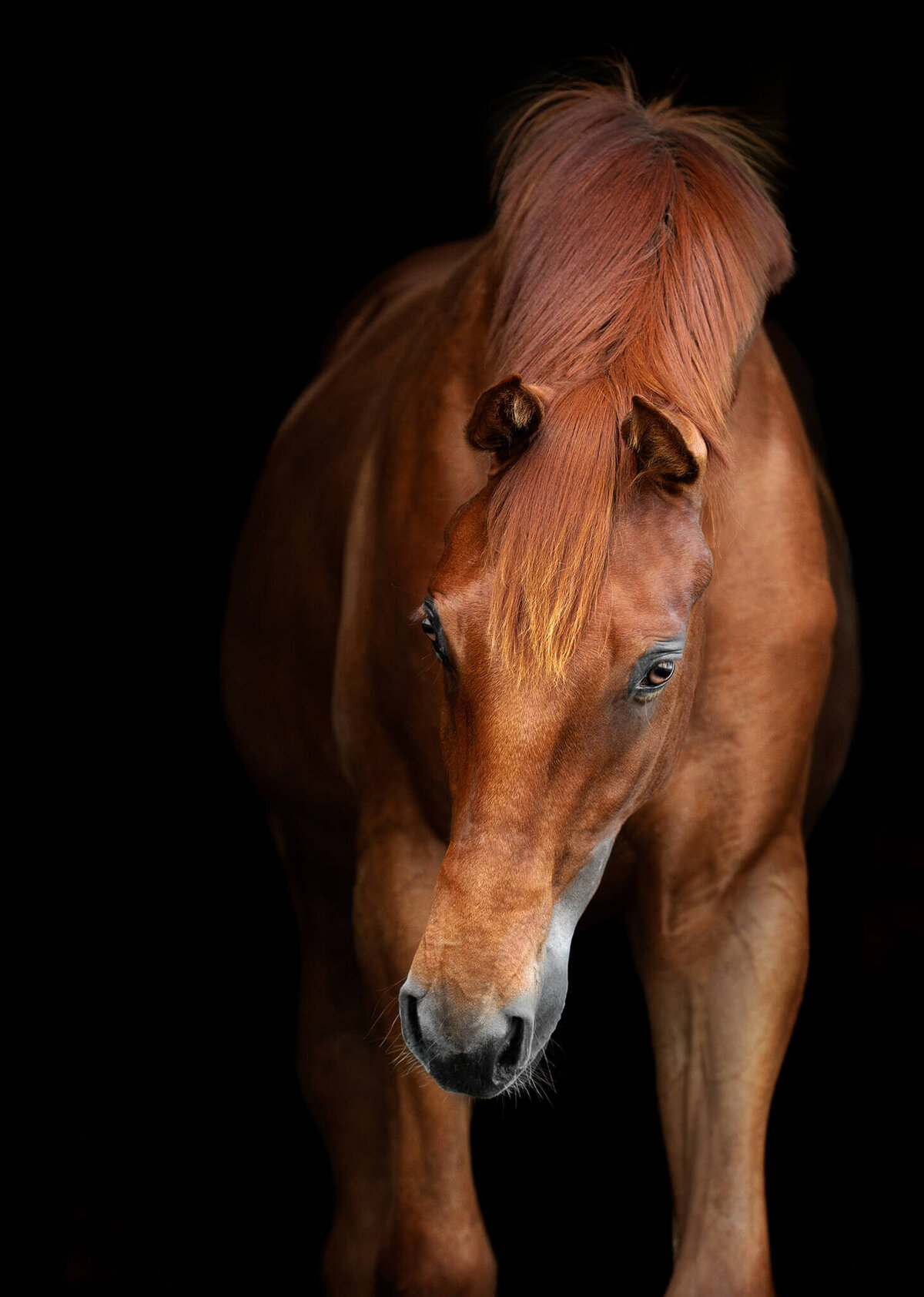 Chestnut warmblood stallion  photographed against a black background.