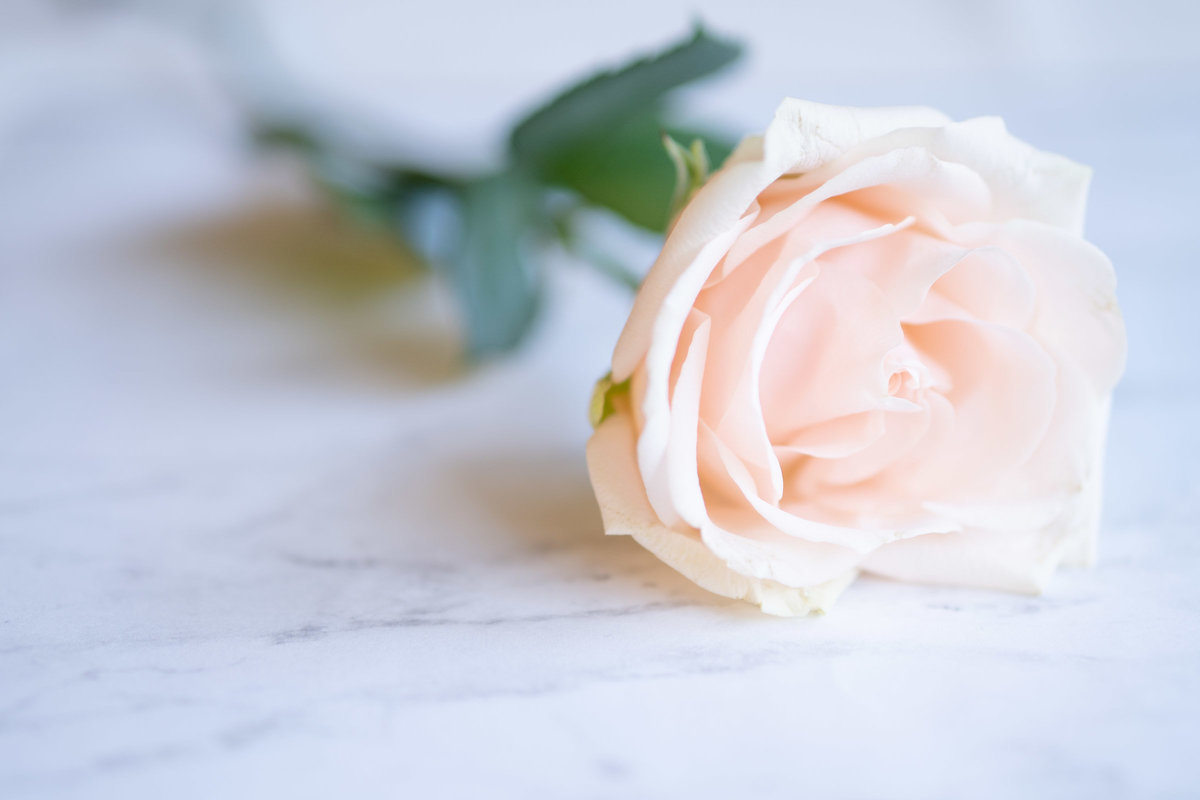 Light Pink rose lying a marble counter