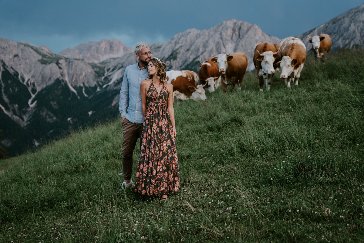Couples session in Italian Dolomites with cows