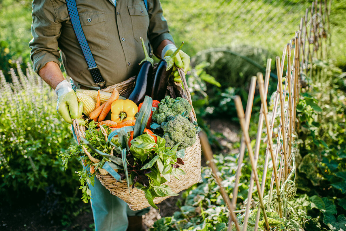 Gardener collecting veg in basked from jardin potager-2