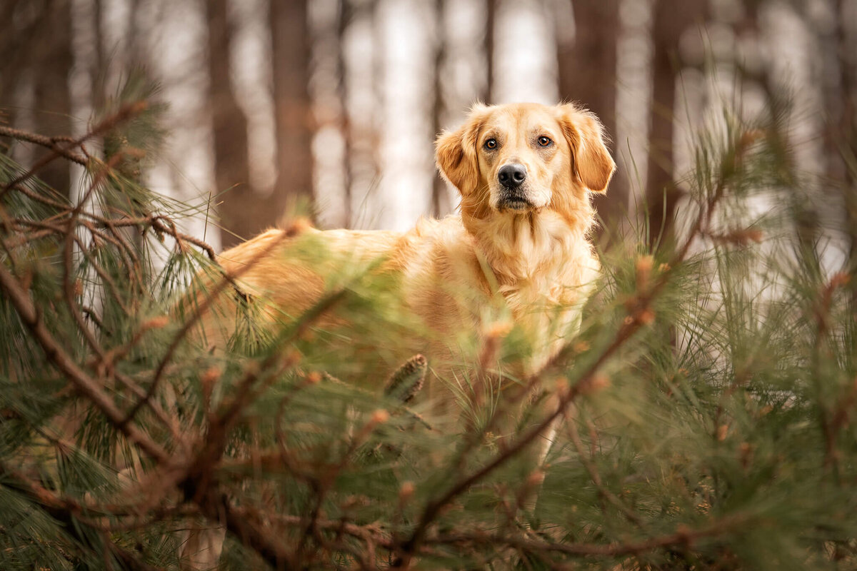 Golden Retriever dog standing behind pine tree branches and needles looking over the fallen tree.