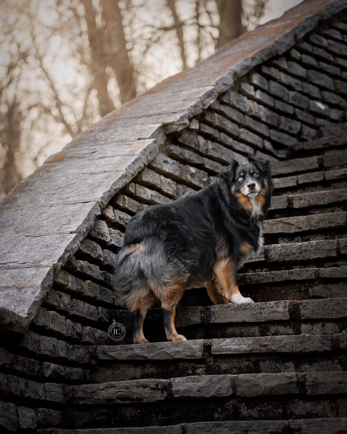 Australian Shepherd dog standing on curved stone staircase