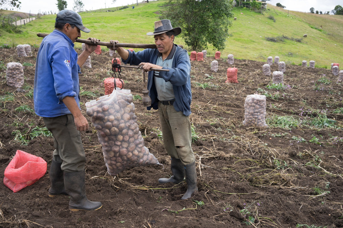 Potato harvesting outside of Villapinzón, Colombia.
