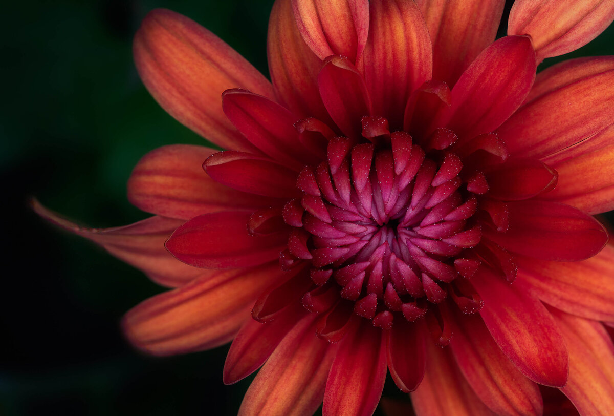 2020.10-Nature-PA-Macro-Chrysanthemum-Mom's-Mum-Flower-Chrissy-Donadi-Photography-Clear