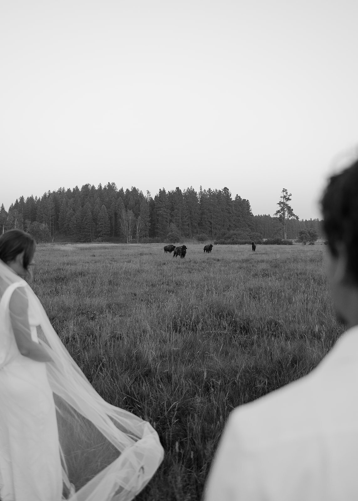 presley-gray-montana-bison-pasture-elopement-0231